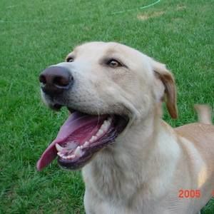 Meet your Posher, Joy